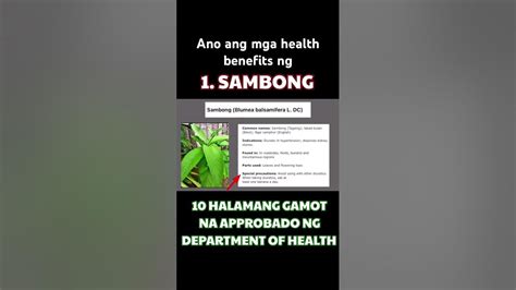 sambong in ilocano|SAMBONG (Tagalog).
